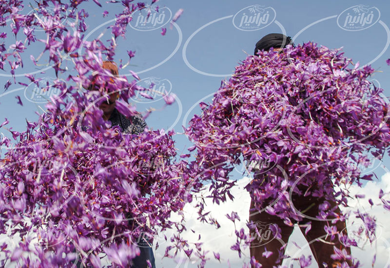 خرید زعفران سحرخیز بسته بندی شده