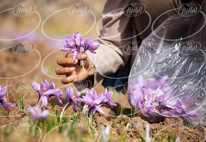 خرید زعفران سحرخیز بسته بندی شده