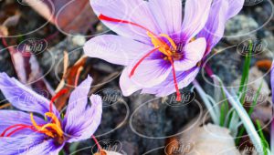 بهترین پودر زعفران تضمینی در فروشگاه های سراسر کشور