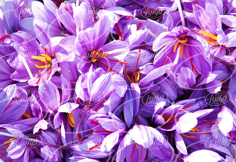 اطلاع از قیمت پودر زعفران قائنات به صورت اینترنتی