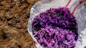 تولید عصاره زعفران با بالاترین درجه کیفی