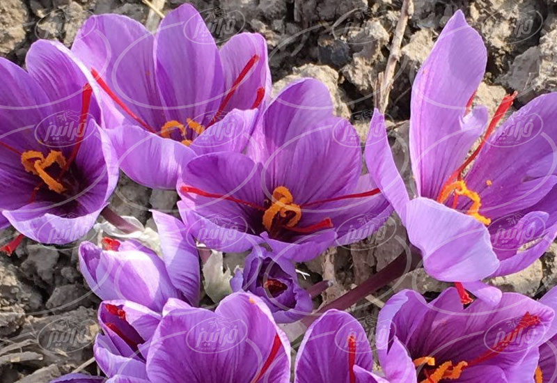 معروف ترین برند پودر ژله زعفران